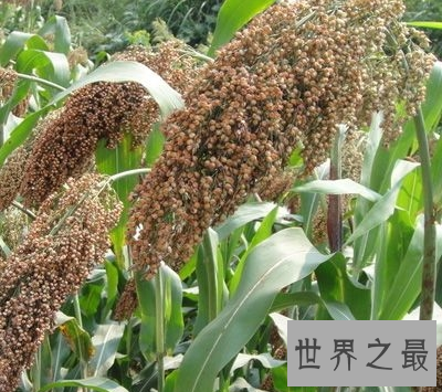 【图】高粱米的功效与作用 你知道它的最佳食用方法和