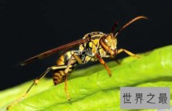 【图】虎头蜂，是中国体型最大的蜂种之一，那么它有