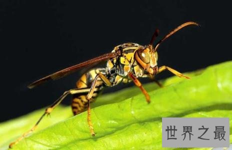 【图】虎头蜂,是中国体型最大的蜂种之一,那么它有