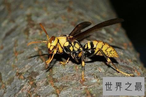 【图】虎头蜂,是中国体型最大的蜂种之一,那么它有
