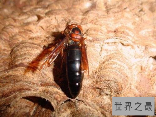 【图】虎头蜂,是中国体型最大的蜂种之一,那么它有
