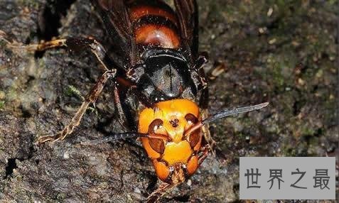 【图】虎头蜂,是中国体型最大的蜂种之一,那么它有