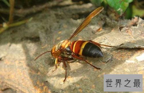 【图】虎头蜂,是中国体型最大的蜂种之一,那么它有