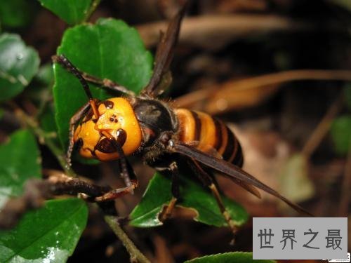 【图】虎头蜂,是中国体型最大的蜂种之一,那么它有