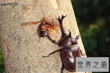 【图】虎头蜂,是中国体型最大的蜂种之一,那么它有