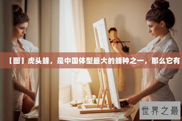 【图】虎头蜂,是中国体型最大的蜂种之一,那么它有 【图】虎头蜂,是中国体型最大的蜂种之一,那么它有