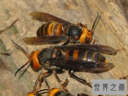 【图】虎头蜂,是中国体型最大的蜂种之一,那么它有