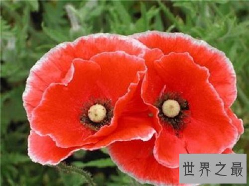 【图】罂粟花，我本没有罪，罪的是你们管不住的贪婪