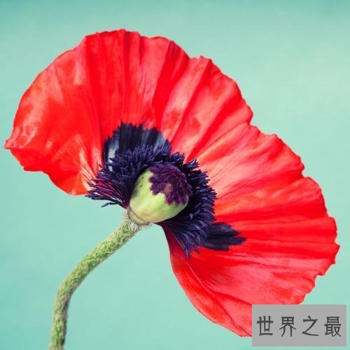 【图】罂粟花，我本没有罪，罪的是你们管不住的贪婪