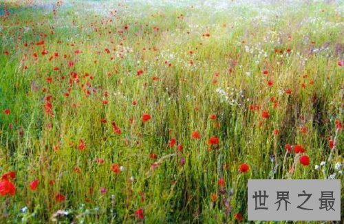 【图】罂粟花，我本没有罪，罪的是你们管不住的贪婪