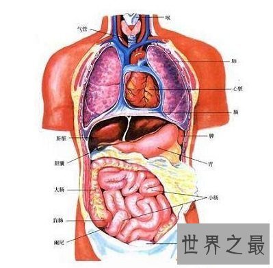 【图】你知道你的肝在哪吗 快来看看最具体肝的位置图