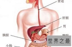 【图】你知道你的肝在哪吗 快来看看最具体肝的位置图