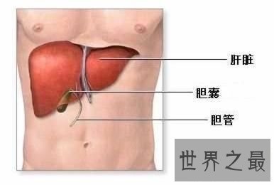 【图】你知道你的肝在哪吗 快来看看最具体肝的位置图
