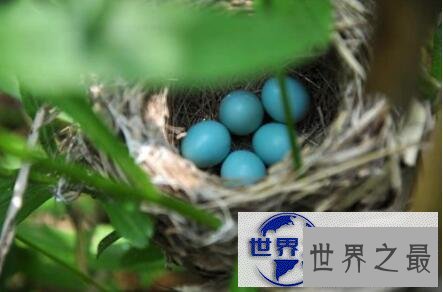 【图】世界上最神奇的蛋难道你只知道鸡蛋鸭蛋鹅蛋么