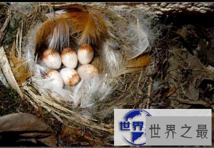 【图】世界上最神奇的蛋难道你只知道鸡蛋鸭蛋鹅蛋么