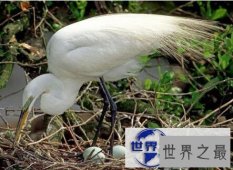 【图】世界上最神奇的蛋难道你只知道鸡蛋鸭蛋鹅蛋么