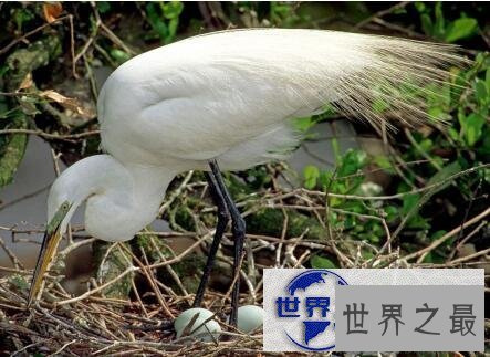 【图】世界上最神奇的蛋难道你只知道鸡蛋鸭蛋鹅蛋么