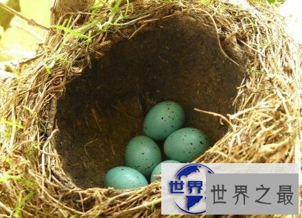 【图】世界上最神奇的蛋难道你只知道鸡蛋鸭蛋鹅蛋么