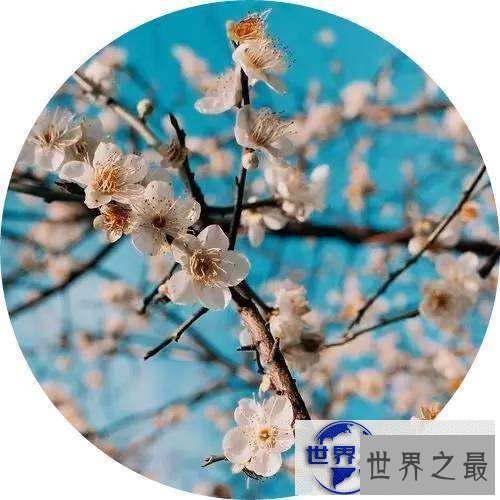 【图】子衿——让我们带给你不一样的美好回忆跟认识