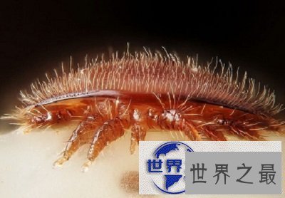 【图】知道脸上痘痘的罪魁祸首是螨虫，但是你见过螨