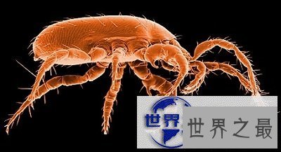 【图】知道脸上痘痘的罪魁祸首是螨虫，但是你见过螨