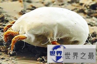 【图】知道脸上痘痘的罪魁祸首是螨虫，但是你见过螨