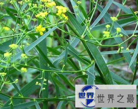 【图】号称百病良方的小柴胡汤，有什么功效呢？