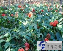 【图】野三七，一种非常有效的中草药