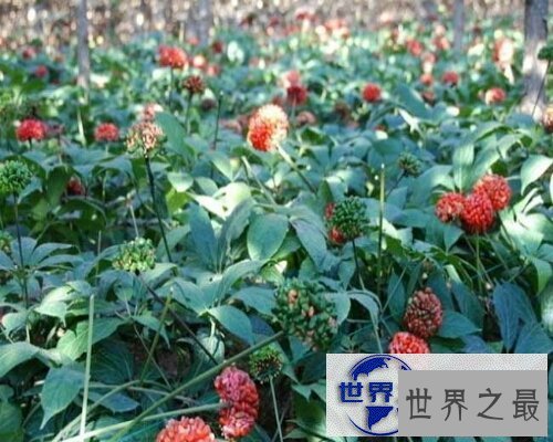 【图】野三七，一种非常有效的中草药