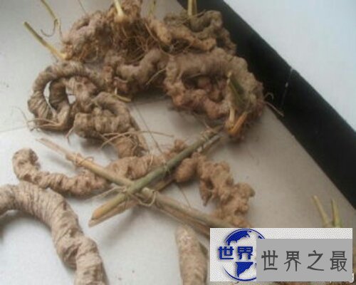 【图】野三七，一种非常有效的中草药