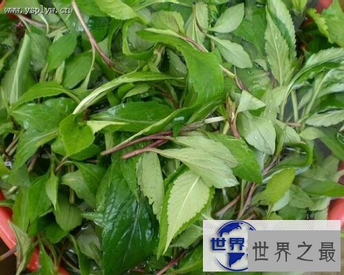 【图】野三七，一种非常有效的中草药