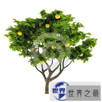 【图】让我们每个人都拥有一颗属于自己的幸运柠檬树