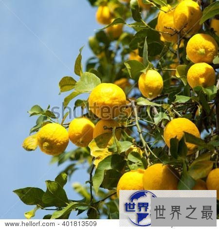 【图】让我们每个人都拥有一颗属于自己的幸运柠檬树