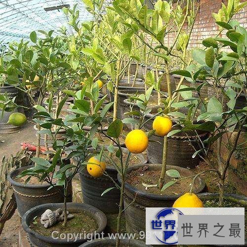 【图】让我们每个人都拥有一颗属于自己的幸运柠檬树