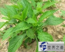 【图】一起来了解荠菜的功效与作用，让你尝遍新滋味