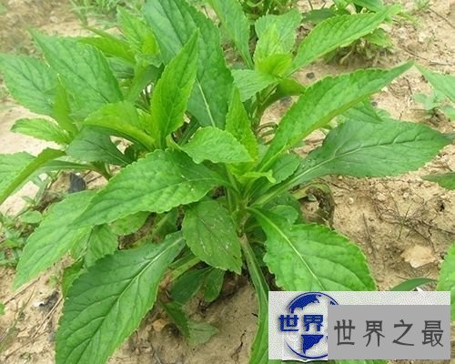 【图】一起来了解荠菜的功效与作用,让你尝遍新滋味