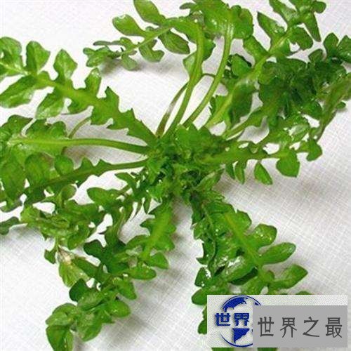 【图】一起来了解荠菜的功效与作用,让你尝遍新滋味