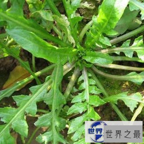 【图】一起来了解荠菜的功效与作用,让你尝遍新滋味