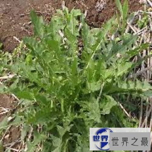 【图】一起来了解荠菜的功效与作用,让你尝遍新滋味