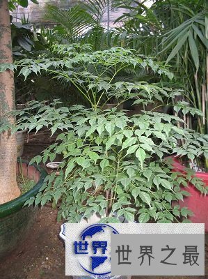 【图】喜欢盆栽？不如来棵富贵树