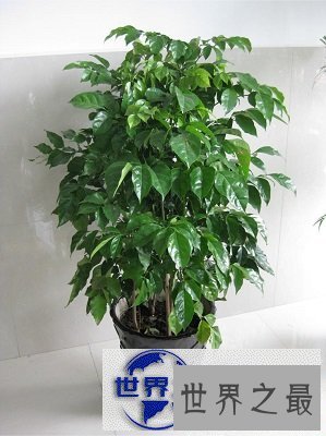 【图】喜欢盆栽？不如来棵富贵树