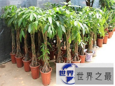 【图】喜欢盆栽？不如来棵富贵树