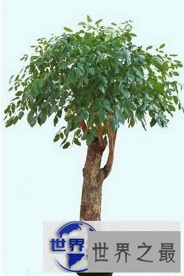 【图】喜欢盆栽？不如来棵富贵树