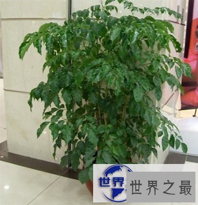 【图】喜欢盆栽？不如来棵富贵树