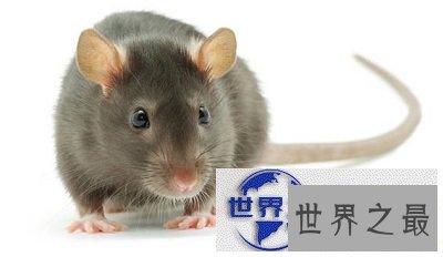 【图】知道胆小如鼠的意思吗？说的就是你