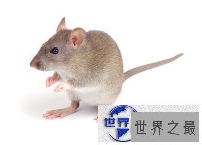 【图】知道胆小如鼠的意思吗？说的就是你