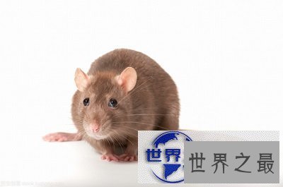 【图】知道胆小如鼠的意思吗？说的就是你