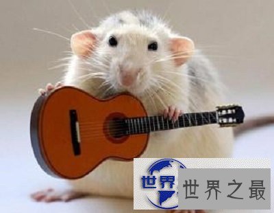 【图】知道胆小如鼠的意思吗？说的就是你