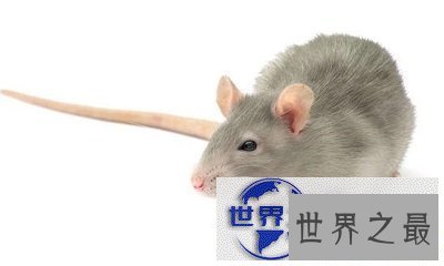 【图】知道胆小如鼠的意思吗？说的就是你