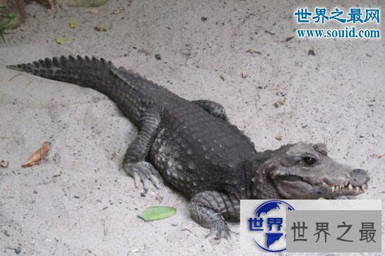 【图】世界上体型最小的鳄鱼，非洲侏儒鳄(被人类肆意